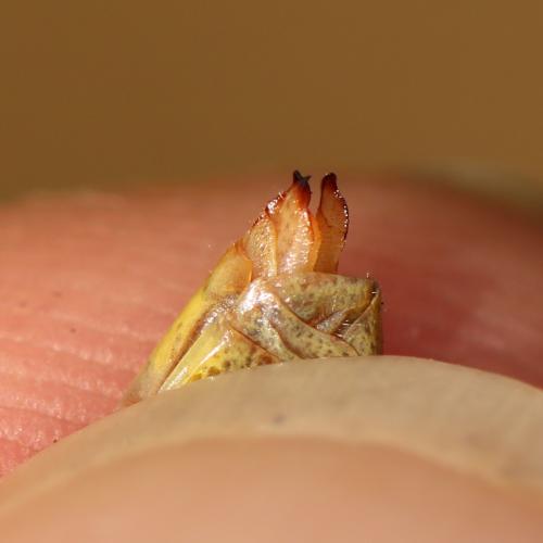Réf. 241 139 : Pseudochorthippus parallelus parallelus